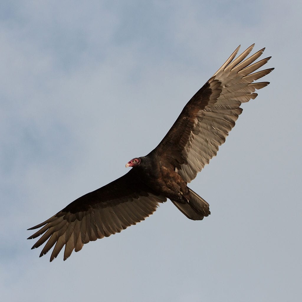Turkey vulture. Photo by By Cathartes_aura_-Florida_-USA_-flying-8.jpg: Dori derivative work: Snowmanradio [CC BY-SA 2.0 (http://creativecommons.org/licenses/by-sa/2.0)], via Wikimedia Commons