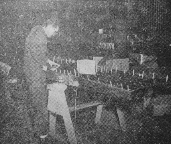 A Univair employee works on a Luscombe wing in the above photo. This portion of the plant is used to turn out special orders as in the case of the wing.
